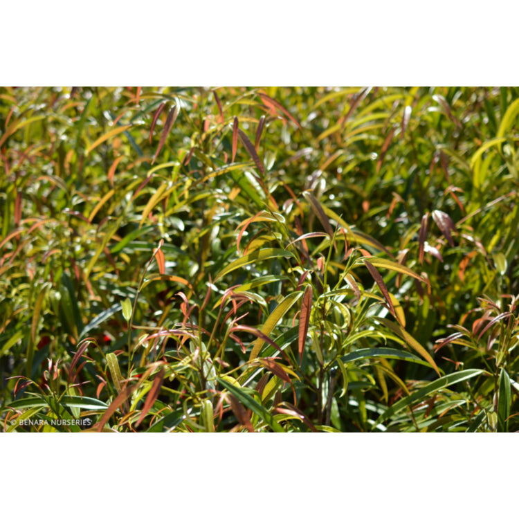 Ficus longifolia ‘Alii Petite’ – Compact Ficus