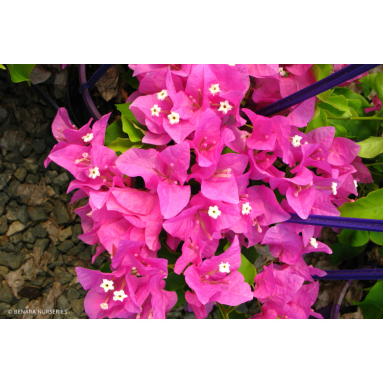 Bougainvillea glabra ‘Mrs H.C. Buck’