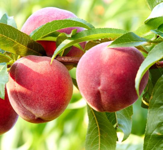 Prunus Persica (Peach Crimson Rocket)