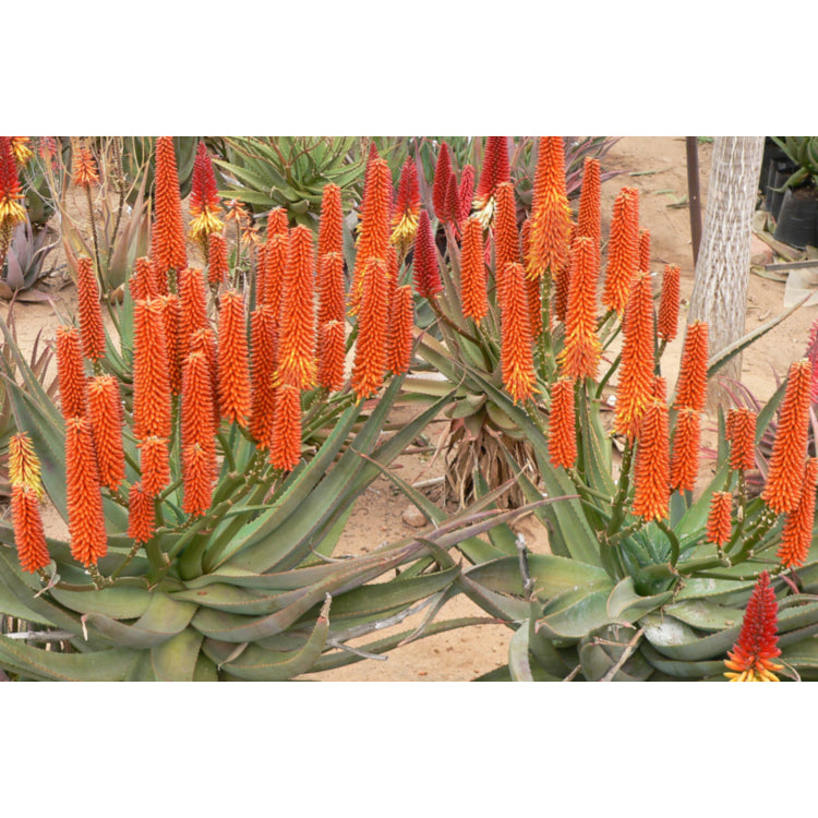 Aloe hybrid (LEO 4306) Tangerine Tree™