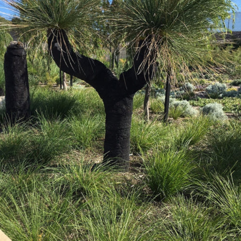 Lomandra longifolia ‘Verday’ (Lomandra)