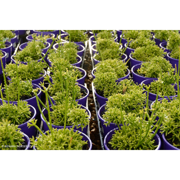 Rhipsalis cereuscula (Coral Cactus) – Hanging Basket