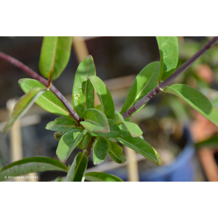 Lonicera Firecracker (Honeysuckle Firecracker)