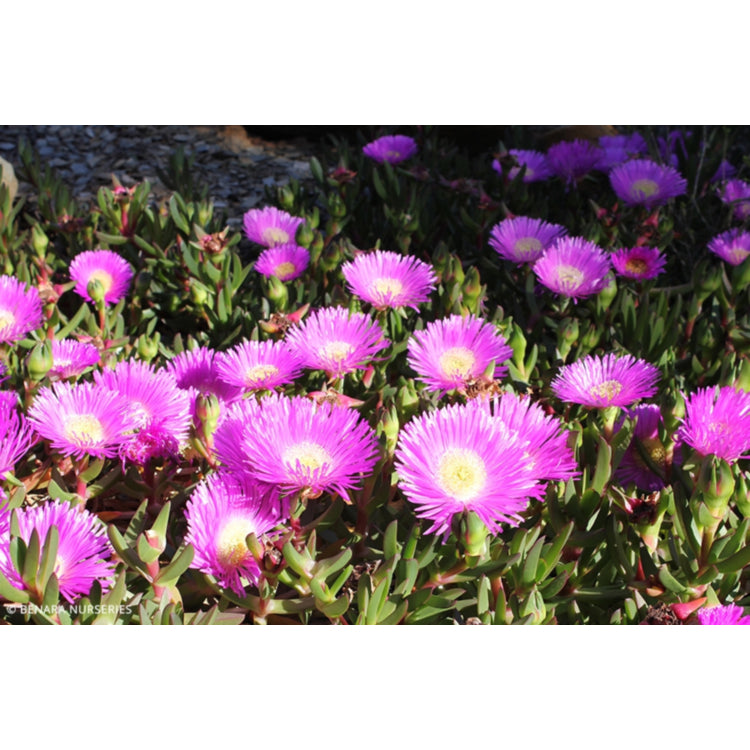 Carpobrotus Glaucescens (Aussie Rambler)