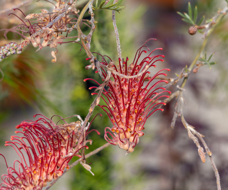 Grevillea ‘Wendy Sunshine’ (Wendy Sunshine Grevillea)