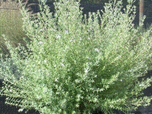Westringea 'Jervis Gem'