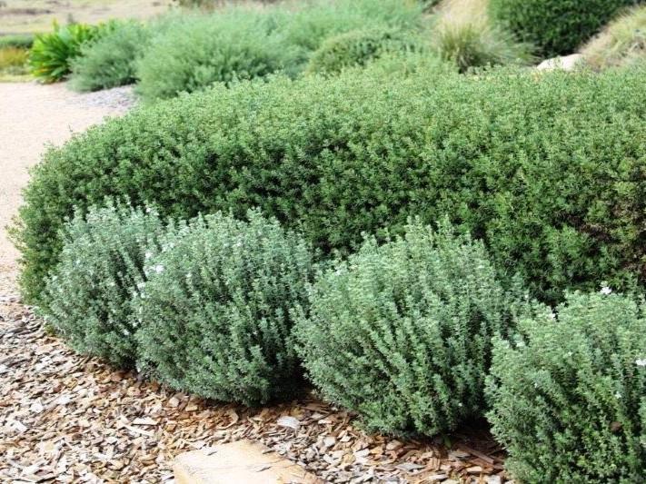 Westringia Fruticosa 'WES04' Grey Box™