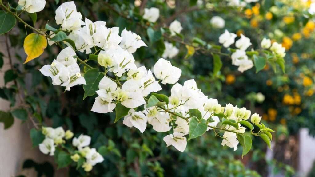Bougainvillea Glabra ‘White Stripe’ (White Bougainvillea)