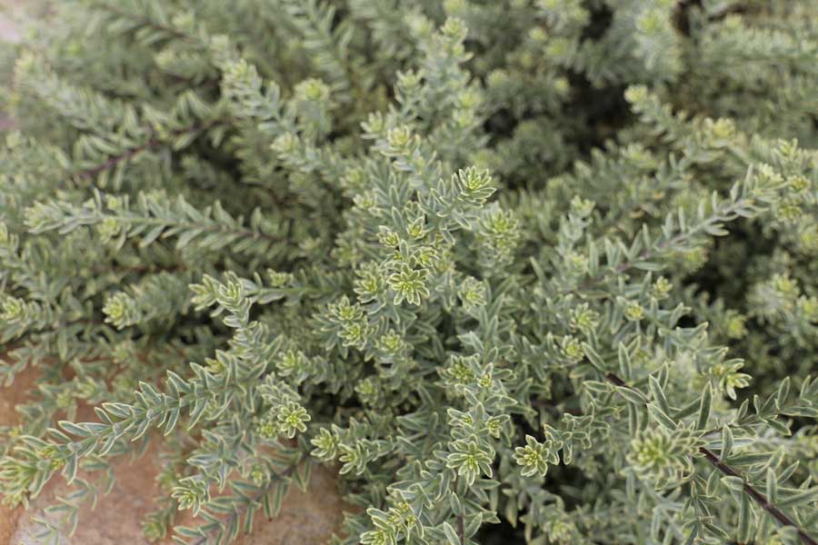 Westringia fruticosa ‘WES09’ – WHITE MUNDI™