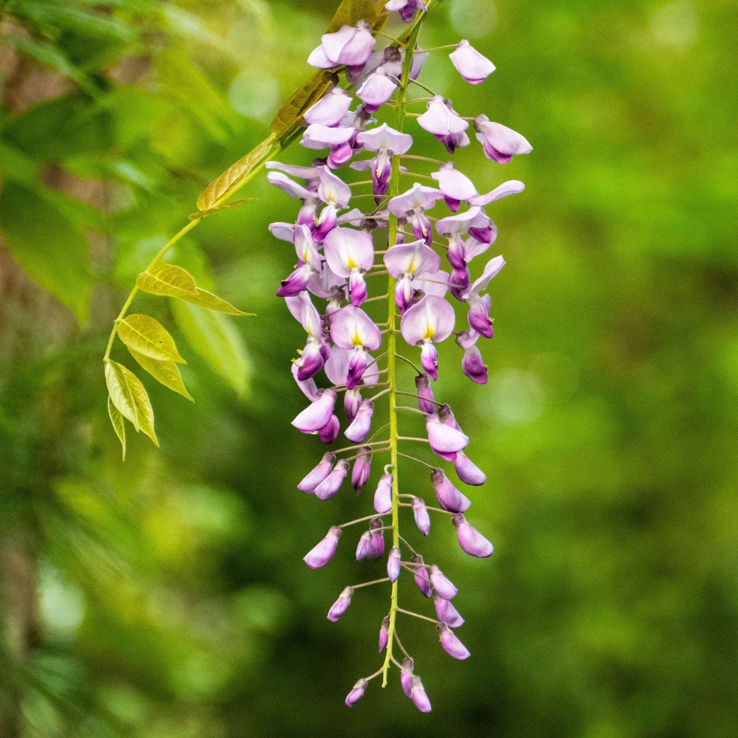 Wisteria Floribunda 'Rosea' (Pink Wisteria)