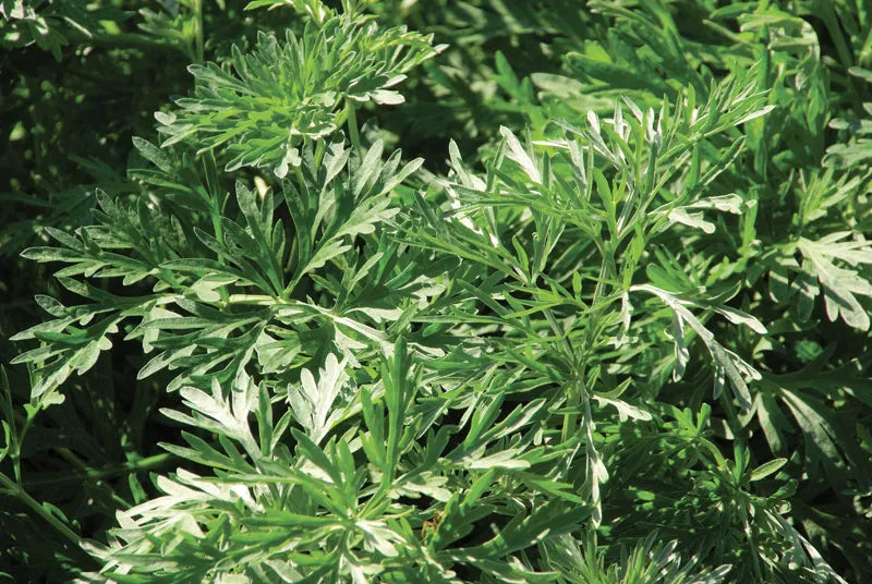 Artemisia Arborescens (Wormwood Tree)