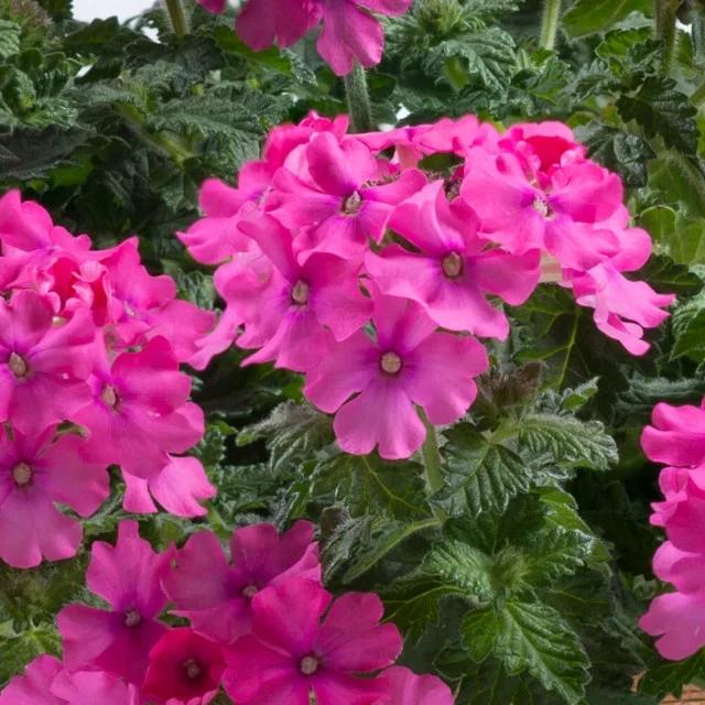 Verbena × hybrida ‘Vanessa Deep Pink’ (Deep Pink Verbena)