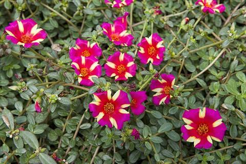Portulaca umbraticola ‘Duna Purple Cross’ (Duna Purple Cross Purslane)