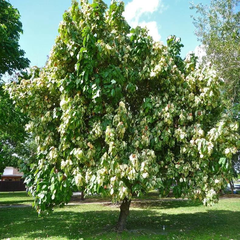 Hibiscus Tiliaceus (Cottonwood Hibiscus)