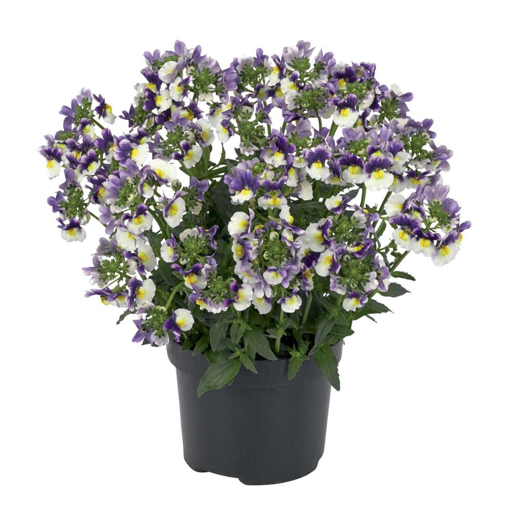 Nemesia caerulea ‘Triple Crown’ (Triple Crown Nemesia)