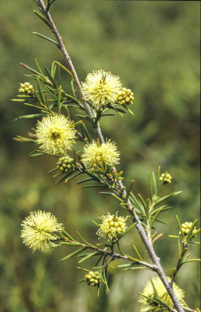 Melaleuca Nodosa (Knobby Honey Myrtle)