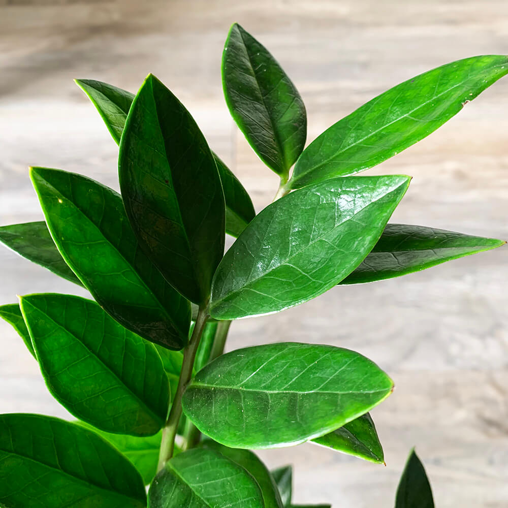Zamioculcas zamiifolia Dark Zamicro (Zanzibar Gem)