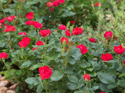 Rosa Zepeti (Rose)