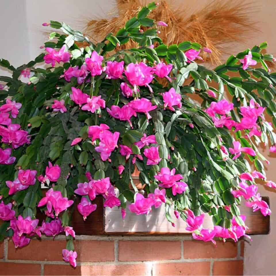 Schlumbergera Truncata (Zygocactus) – Hanging Basket