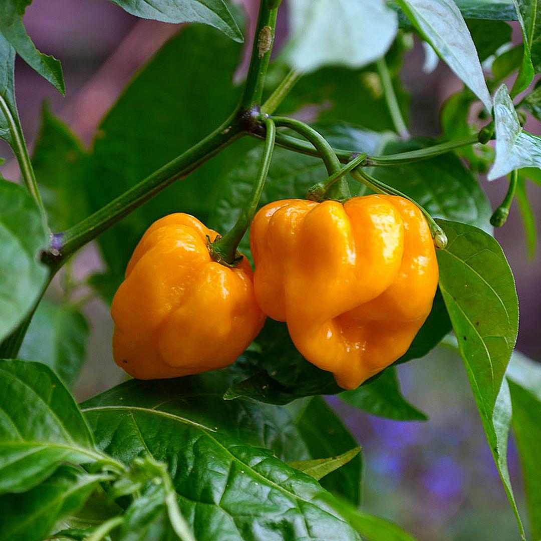 Capsicum Chinense (Trinidad 7 Pod Yellow Chilli)