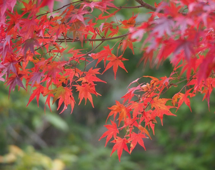 Acer Palmatum 'Polymorphum' (upright)