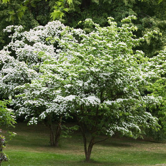 Cornus kousa (Kousa Dogwood)
