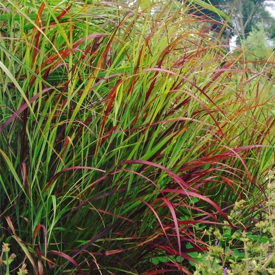 Panicum Rotstrahlbusch (Rotstrahlbusch Panic Grass)