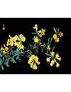 Pultenaea flexilis (Graceful Bush-pea)