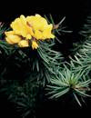 Pultenaea stipularis (Sticky Bush-pea)