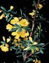 Pultenaea flexilis (Graceful Bush-pea)