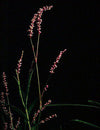 Persicaria decipiens (Slender Knotweed)