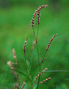 Persicaria decipiens (Slender Knotweed / Water Pepper)
