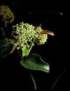 Smilax australis (Austral Sarsaparilla / Lawyer Vine)