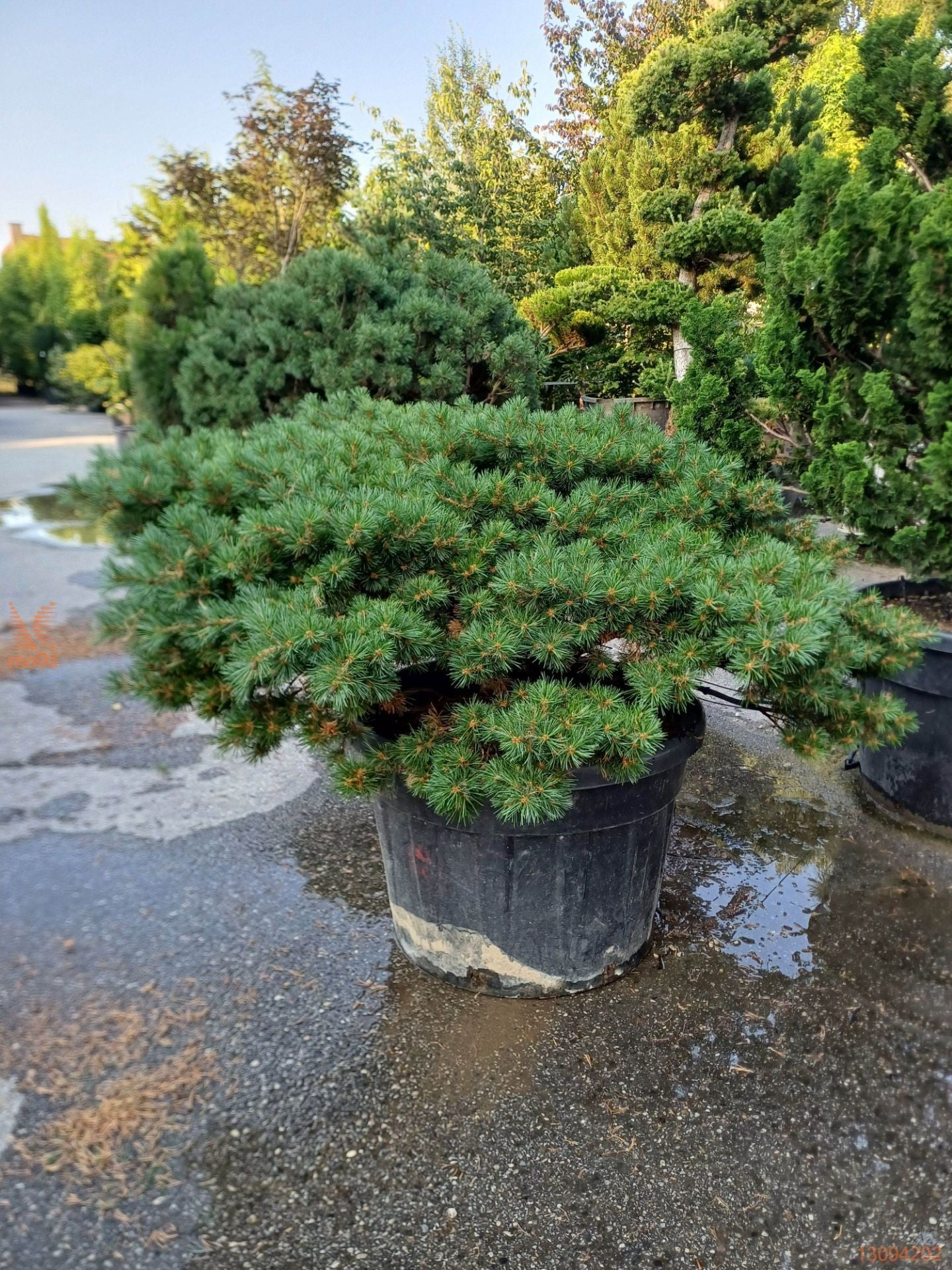 Pinus parviflora ‘Hagoromo’ – Dwarf Japanese White Pine