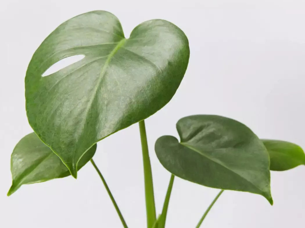 Monstera deliciosa ‘Tauerii’ (Swiss Cheese Plant)