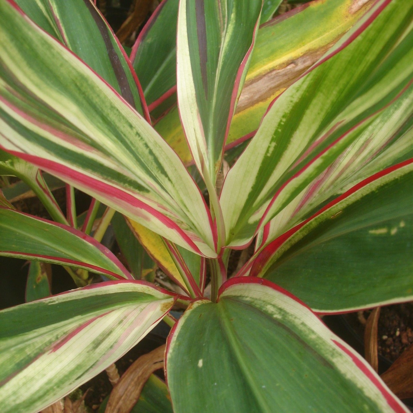 Cordyline Fruticosa ‘Hawaiian Flag’ (Hawaiian Flag Ti Plant)