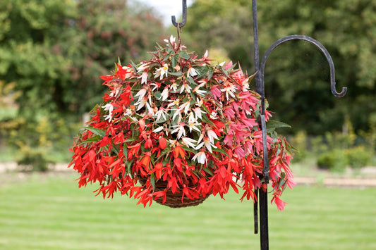 Begonia boliviensis ‘Bossa Nova Mix’ (Interspecific Begonia)
