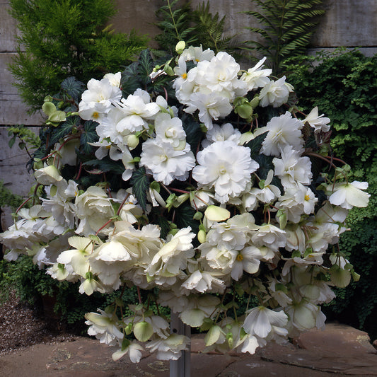 Begonia ‘Sun Dancer White’ (Trailing Begonia)