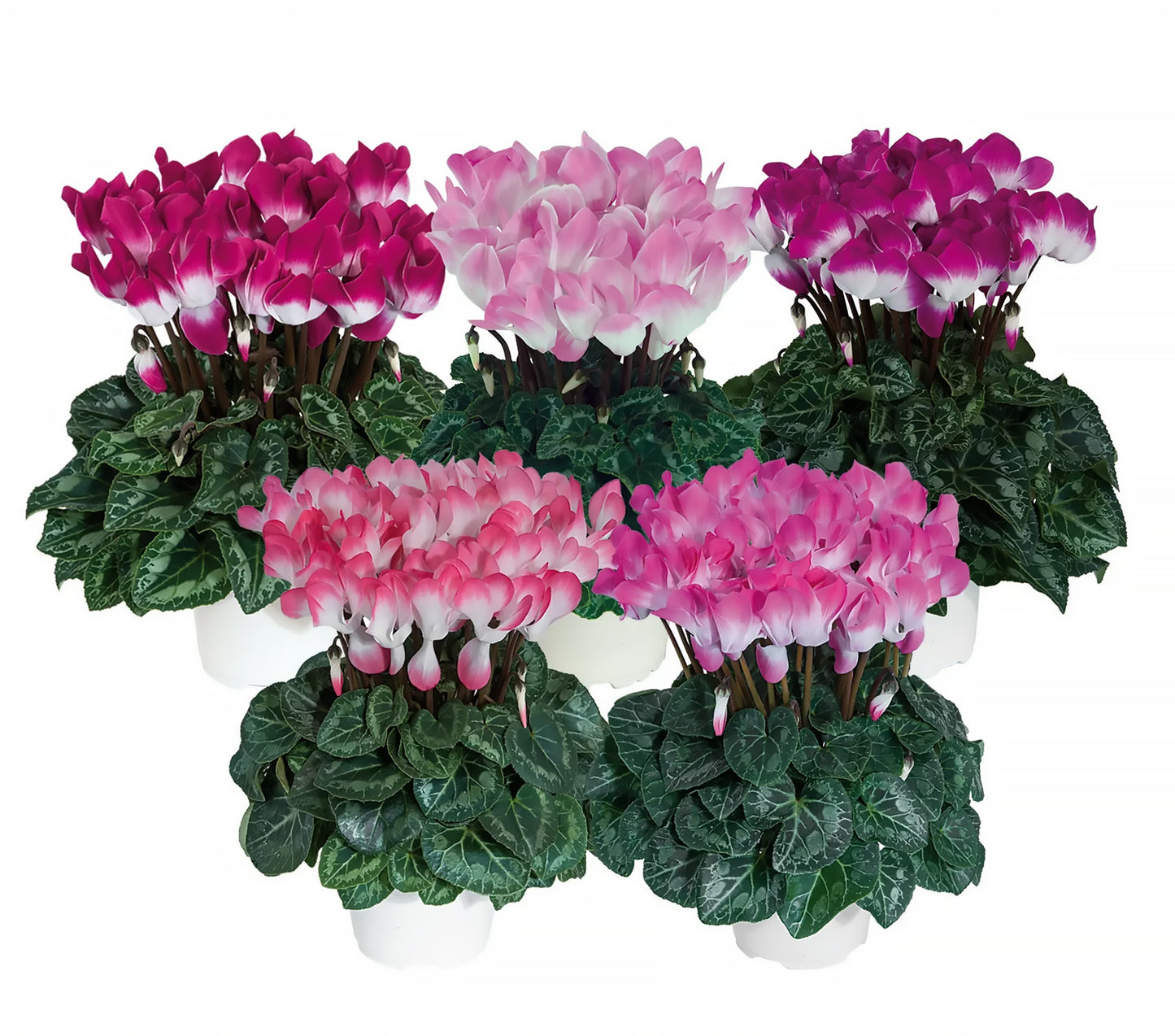 Cyclamen persicum ‘Indiaka Mix’ (Intermediate Cyclamen)