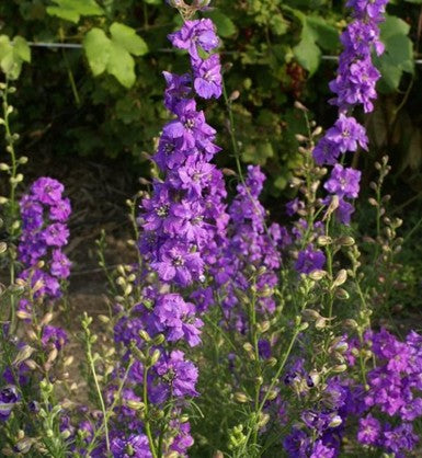 Delphinium consolida 'Eva Lilac Lavender' (Eva Lilac Lavender Larkspur)