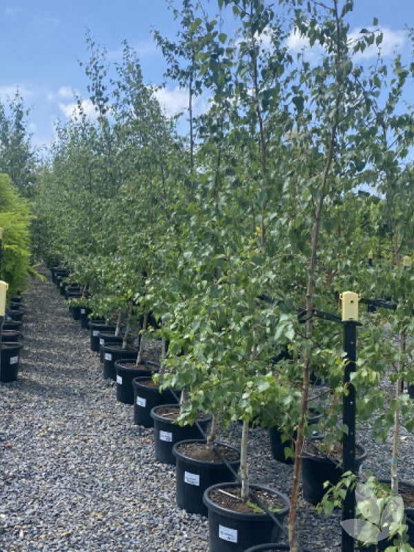 Betula Pendula Alba Copse (Silver Birch)