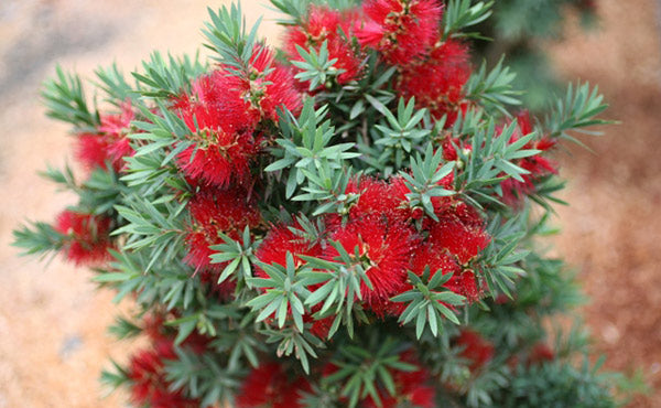 Callistemon ‘Wee Johnnie’ (Dwarf Bottlebrush)