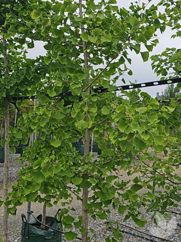 Ginkgo biloba (Male Ginkgo)