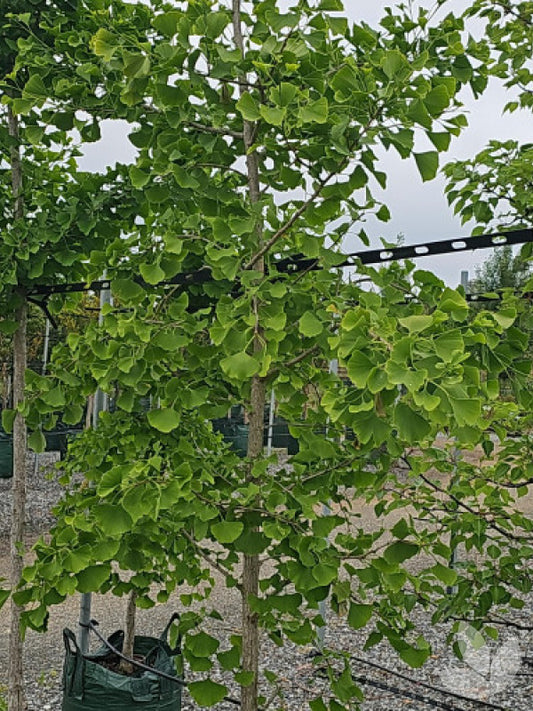 Ginkgo biloba (Male Ginkgo)