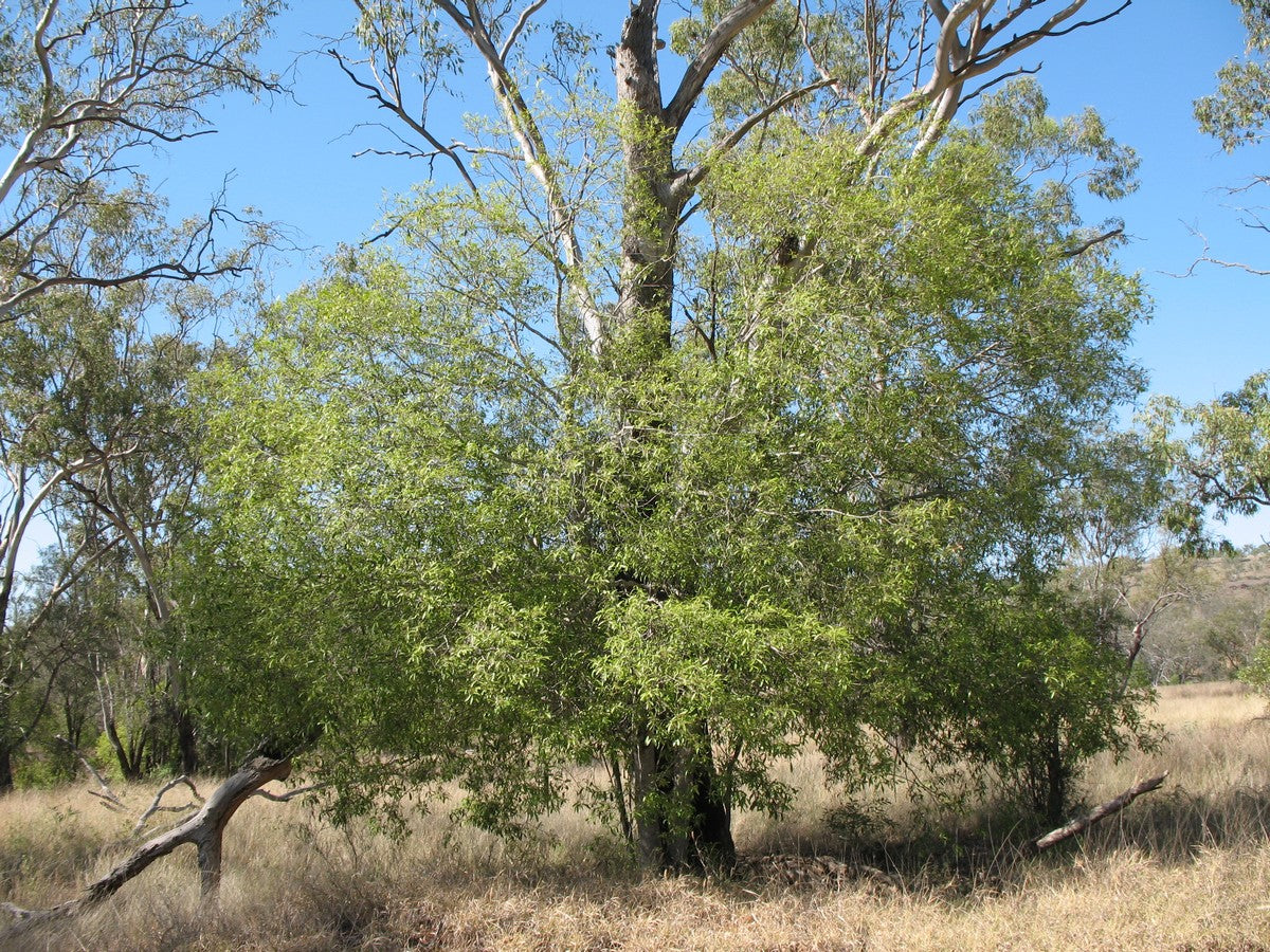 Elaeodendron Australe 'Red Olive Plum'