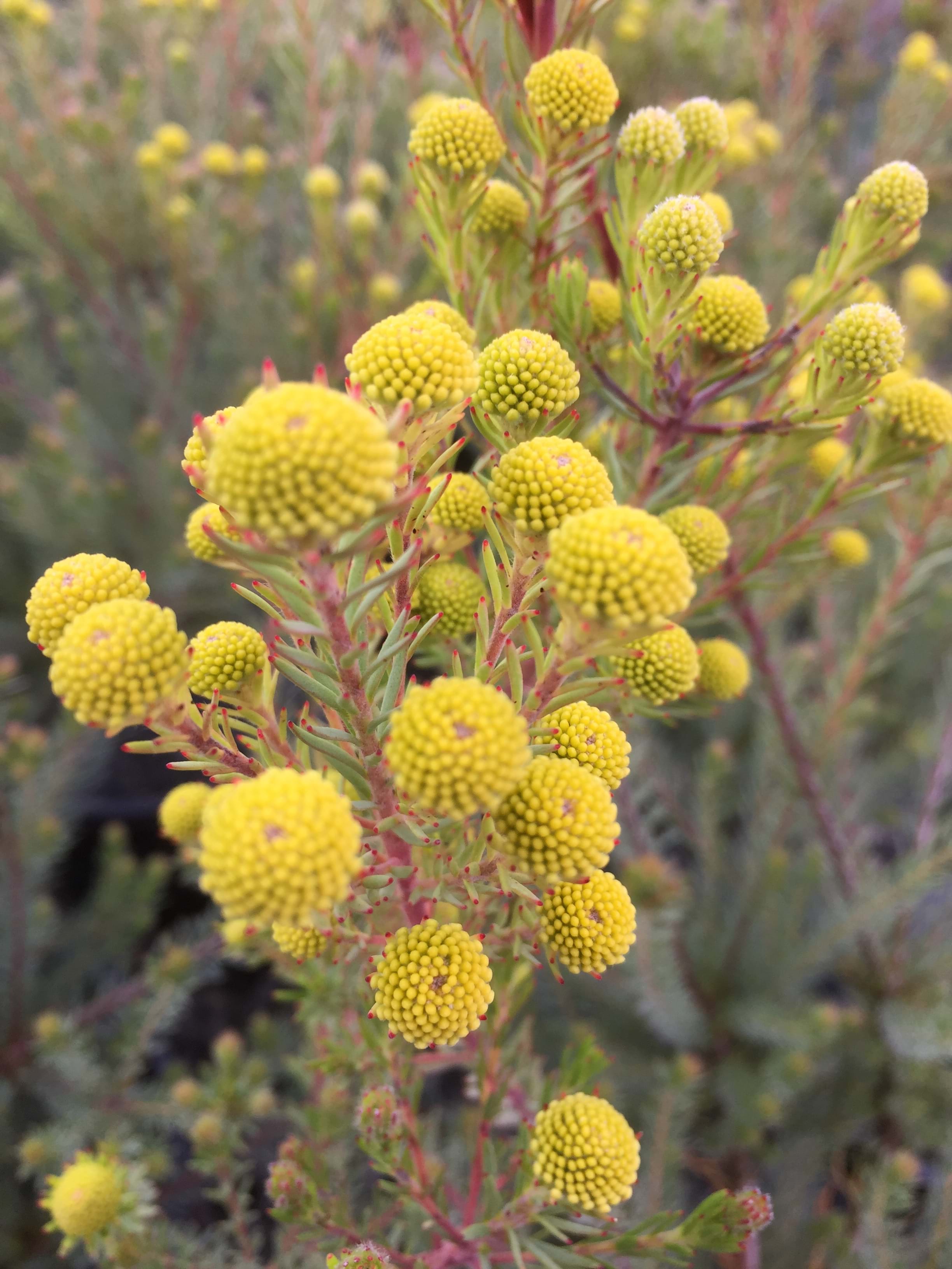 Leucadendron Laxum ‘Golden Fireworks’ (Golden Fireworks Conebush)