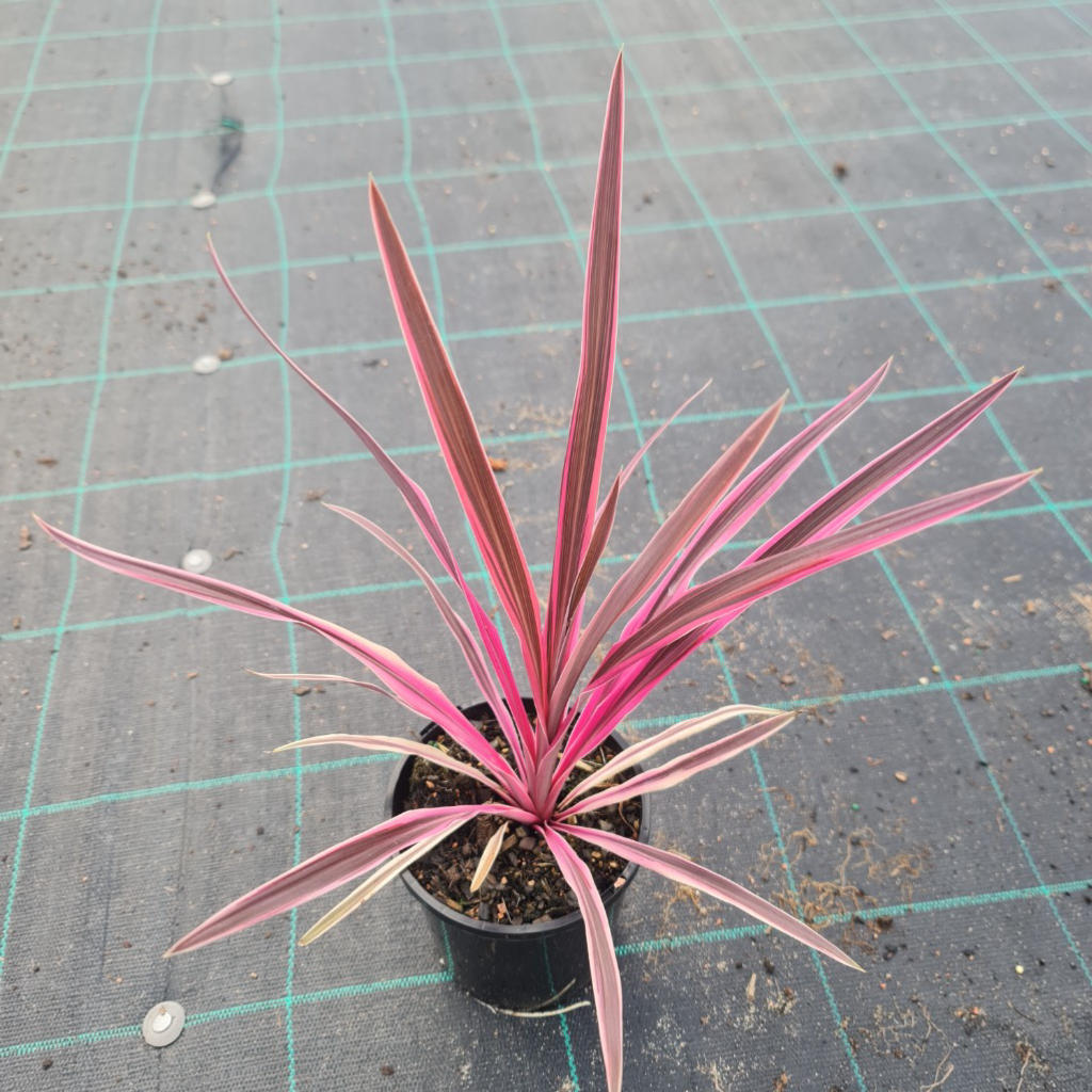Cordyline australis ‘Pink Passion™’ (Cabbage Palm)