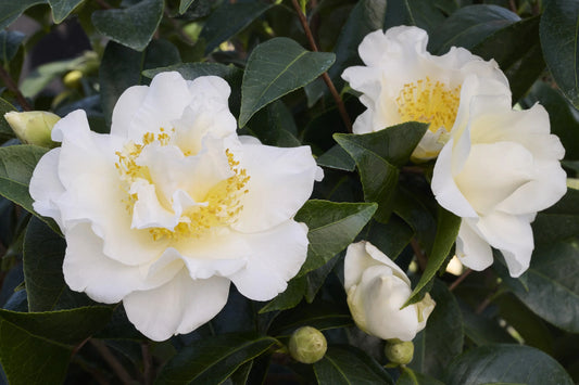 Camellia japonica ‘Silver Waves’