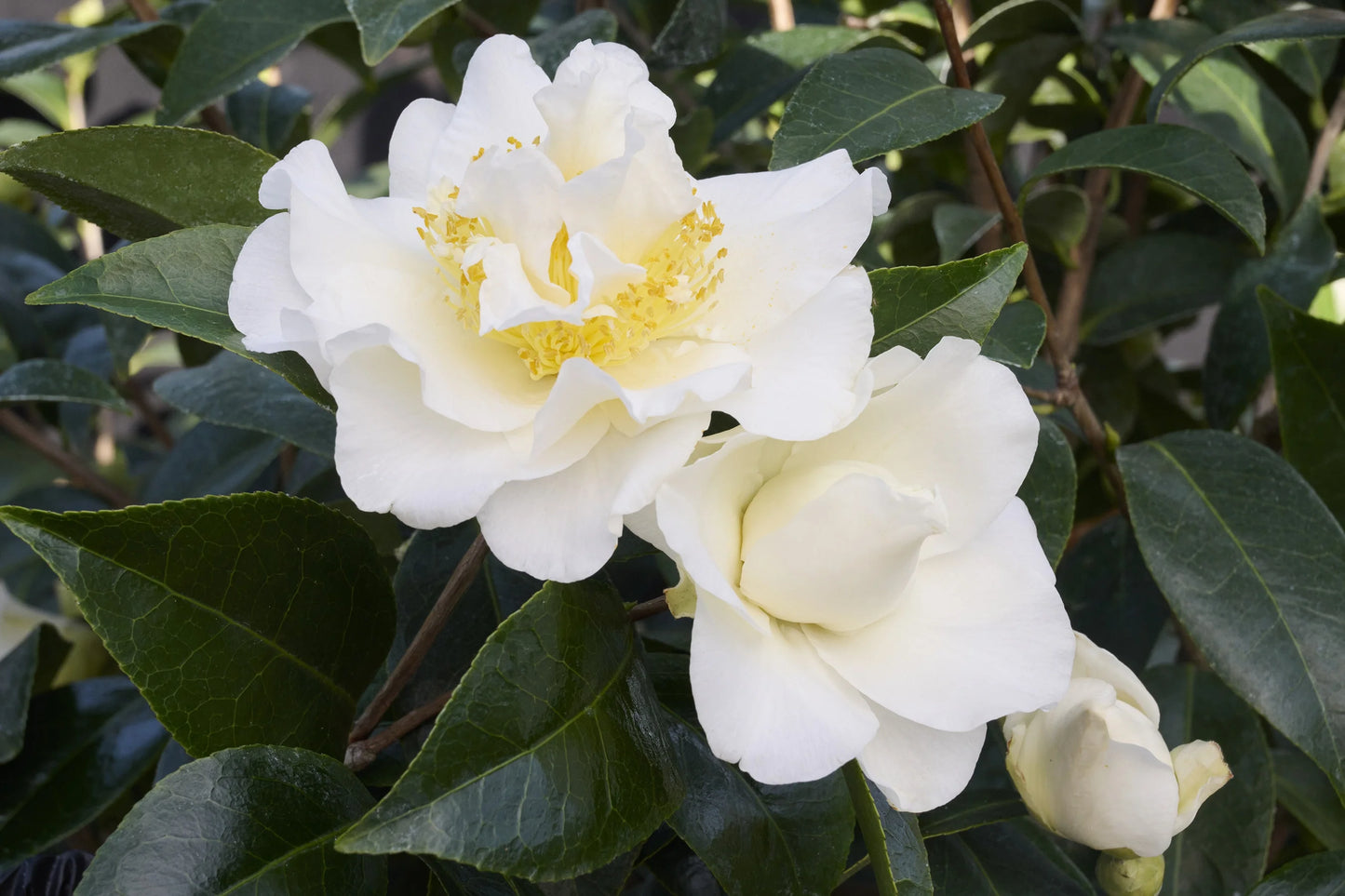 Camellia japonica ‘Silver Waves’