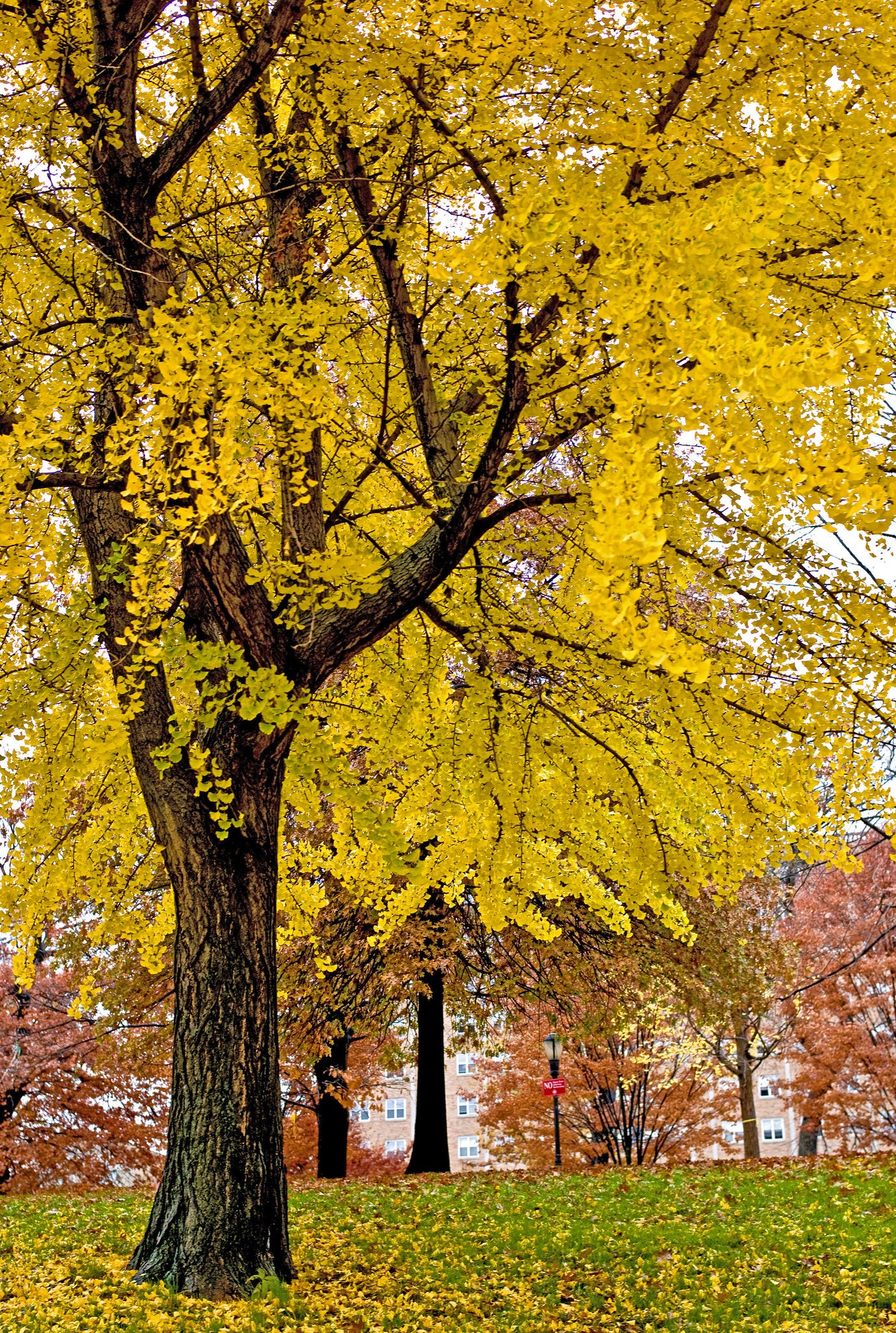 Ginkgo biloba (Female Ginkgo)